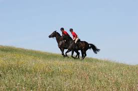 Like most of our partners, ingrid klimke also gives passier her full support in. Ingrid Klimke Wehorse Com