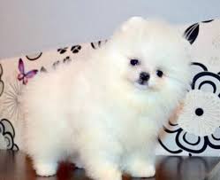 We breed and offer teacup pomeranian puppies for sale from akc champion show dogs. Lovely Teacup Pomeranian Puppies For Sale For Sale Labeb Open