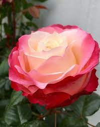 Pin On Roses