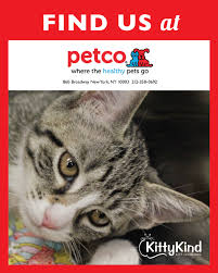 This is a public cat adoption board for members of the public. Kittykind