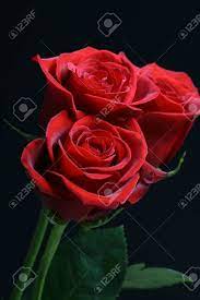 Peonies are a popular cut flower, make for gorgeous bouquets and have a wonderful fragrance. Very Beautiful Flowers Gentle Well Smells Card Rose Stock Photo Picture And Royalty Free Image Image 8514691