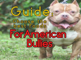 how to choose the right food for your american bully