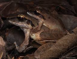 Image result for Cryptolepis hypoglauca