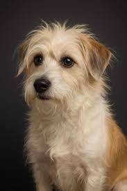 Do we remember this little doggy? He was named Baily, and Baily is very  sad, Baily's Mummy can't adopt him anymore, she has a good reason but he  doesn't understand it, he