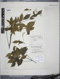 Image result for Rytigynia acuminatissima