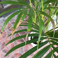 アレカヤシの植え替え方法 育て方 上手な水のやり方 然性美々
