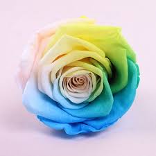 Gladiolus flowers are named after the shapes of their leaves, it is derived from the latin word gladius, which means sword. Wholesale Rainbow Preserved Rose Flower Head English Rose Flowers Bouquet Corsage Event Floral Diy Buy Preserved Roses Preserved Flowers Product On Alibaba Com