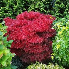 Reconnaissable à ses feuilles aux couleurs flamboyantes teintées de rouge ou d'orange et à son feuillage dense, l'érable du japon se plante aussi bien au jardin qu'en pot, grâce à. Erable Palme Palmatum Dissectum Viridis Achat Direct Au Producteur