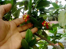 Image result for Ochna kirkii