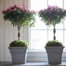 Braided Azalea Topiary In For Mom Mother S Day Our Favorites At Terrain Topiary Azaleas Flower Garden