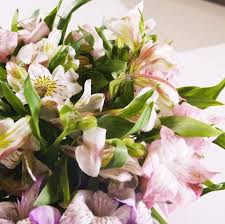 Submissions must be related to houseplants or outdoor decorative plants (includes everything regarding growing, maintenance, and propagation). How To Make Trader Joe S Flowers Look Expensive Alstroemeria Bouquet Tutorial