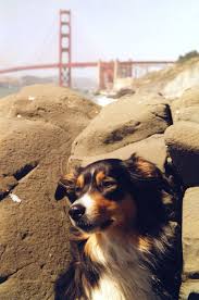 Pet supplies plus is your local pet store carrying a wide variety of natural and. U S Cities Requiring Pet Stores To Sell Rescue Dogs Only Pethelpful By Fellow Animal Lovers And Experts