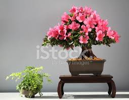 Its popularity stems for the satsuki's ability to bloom flowers of multiple colors on the same tree. Blooming Bonsai Azalea Stock Photos Freeimages Com