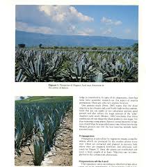 The drink is extracted from nothing else but agave fruits. Young Plants Of Maguey Azul Growing In Nursery Beds Notice The Side Download Scientific Diagram