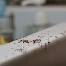 Our mosquito control program begins in april and continues through november for austin and dallas. 5 Common Summer Pests Abc Home Commercial Services Blog