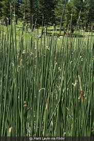 Image result for Schoenoplectus sp.no.1