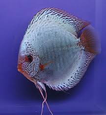 Pin On Fische