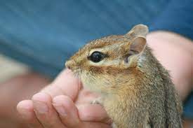 Administer feed proportions according to the age of the baby chipmunk. Caring For A Rescued Chipmunk Thriftyfun
