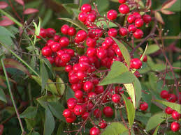 Tree ripe red fruits on tree white berries on tree red berries on green red bauble on tree branches red apples on tree fresh rowan berries on on tree red berries on branch fresh red fruits on tree red bud on tree blue berries on tree red cherries on tree red cherry on tree red flowers on tree the. 26 Types Of Red Berries Growing On Trees And Shrub Eathappyproject