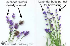 Lavender can be preserved by drying. How To Harvest Lavender Leaves Flowers Get Busy Gardening