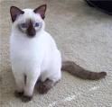 Siamese Kittens for Sale - Adoptapet
