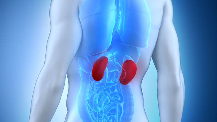 Resultado de imagem para os rins