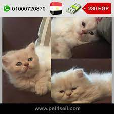 pin on cats