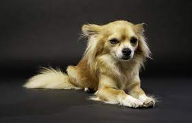 Long Haired Chihuahua A Complete Breed Guide All Things Dogs All Things Dogs