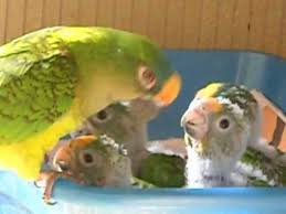 Check spelling or type a new query. Baby Peach Front Conures Being Fed Youtube