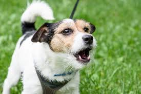 Hunde sind soziale wesen, die auf vielfältige art miteinander (und mit ihren menschen) kommunizieren. Wie Kann Ich Meinem Hund Das Bellen Abgewohnen Zooplus Magazin