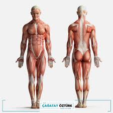 No need to register, buy now! Noromonitorizasyonda Hastanin Kaslarina Yerlestirilen Elektrotlardan Cok Kucuk Voltajlarda Elektrik Verilir Elektrik Human Muscular System Anatomy Man Anatomy