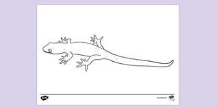 See the presented collection for gecko coloring. What Is A Crested Gecko Answered Twinkl Teaching Wiki