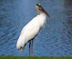 Black And White Bird Florida Wood Stork By Googie Man Rare Birds Pet Birds Aquatic Birds