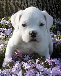 Epingle Par Dee Thomas Sur Boxers Photo Chien Boxer Chien Races De Chiens