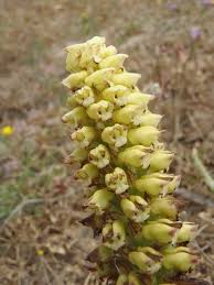 Image result for Corycium