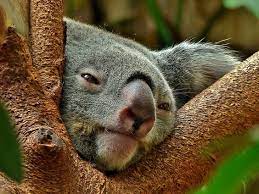 very comfortable here explored koala koala bear nocturnal animals