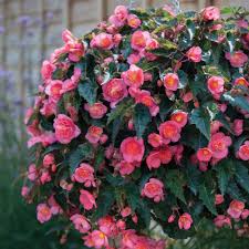 Begonia Love Birds Annual Plants Annual Plants Begonia Plants