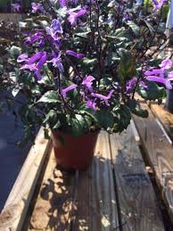 Image result for Monadenium laeve