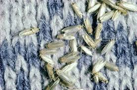 Invest in a steam how to kill and keep moths away. How To Get Rid Of Moths In The House Best Way To Kill Pantry And Clothes Moths