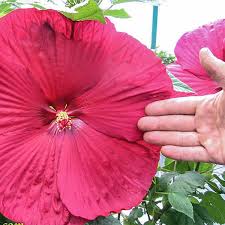 Image result for Hibiscus seineri