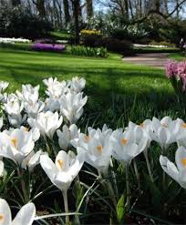 Crocus Vernus Jeanne D Arc Large Flowering Crocus Crocus Flower Bulb Index Crocus Crocus Flower Bulb Flowers