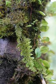 Image result for Hymenophyllum capillare
