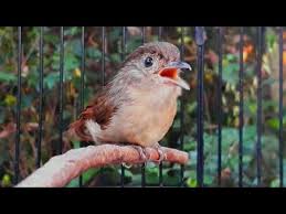 Burung ini berasal dari wilayah guinea baru Download Suara Flamboyan Birahi Mp3 5 3 Mb Kicau Siburung Com