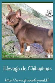 Elevage De Chihuahuas Grisous Tiny World Elevage Chihuahua Chihuahua Bebe Chihuahua