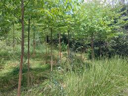 Image result for Eucalyptus cloeziana