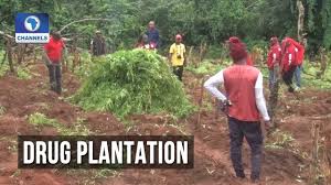 Owning to the latest development on ndlea recruitment 2019 , we are here to inform you that the if you are interested in applying for ndlea recruitment this year, you will have to relax and get all the. Ndlea Arrest Alleged Owner Of 20 Hectare Farm Youtube