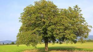 Check the area around the tree for dying or yellowing plants. Walnuts Allowed To Fall Off Tree German Court Rules News Dw 27 01 2018
