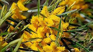 In Aboriginal Cooking The Edible Seeds Were Traditionally Ground Into Flour And Coal Baked Into Small Cake Edible Seeds Raspberry Jam Australian Native Plants