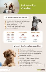 L Alimentation D Un Chiot Chiot Alimentation Chien Sante Des Animaux De Compagnie