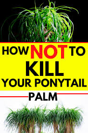 The most common difficulty is having to adapt your watering habits to its. Ponytail Palm How Not To Kill It